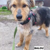 Balou se trouve dans un refuge en ukraine #3