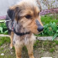 Balou se trouve dans un refuge en ukraine #4