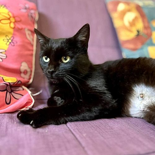 Aline- adoption en cours #0