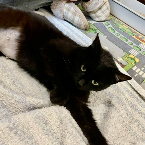 Aline- adoption en cours #3