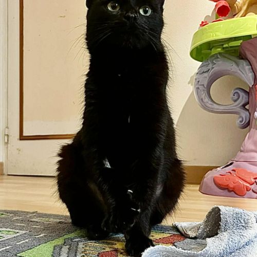 Aline- adoption en cours #4