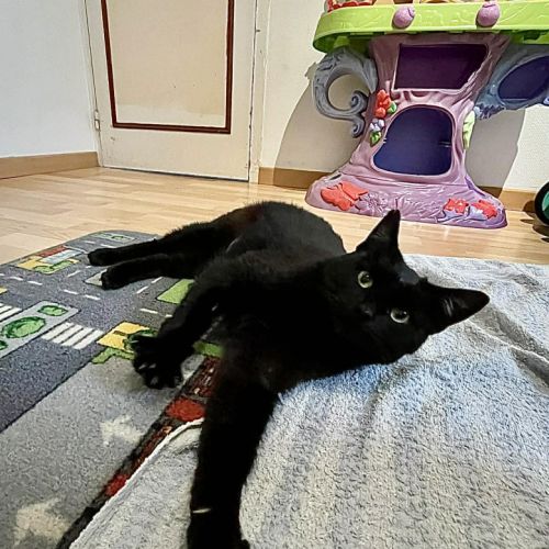 Aline- adoption en cours #5