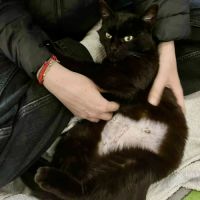 Aline- adoption en cours #2