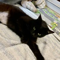 Aline- adoption en cours #3