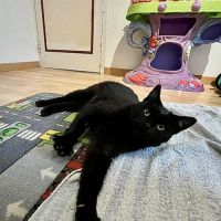 Aline- adoption en cours #5