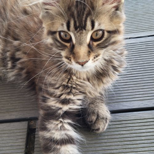 Chaton maine coon #2