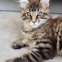 Chaton maine coon