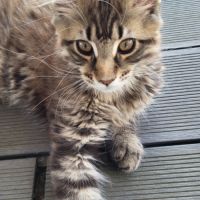 Chaton maine coon #2