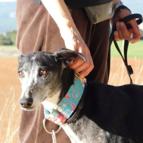 Malu, femelle lévrier espagnol senior #1