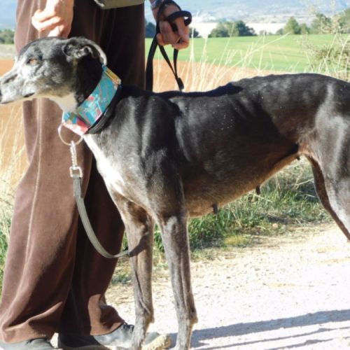 Malu, femelle lévrier espagnol senior #4