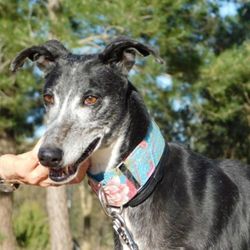 Malu, femelle lévrier espagnol senior #5