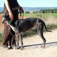 Malu, femelle lévrier espagnol senior #2