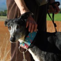 Malu, femelle lévrier espagnol senior #3