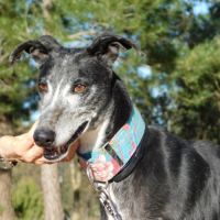 Malu, femelle lévrier espagnol senior #5