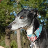 Malu, femelle lévrier espagnol senior #0