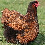 Poules orpington argenté ou fauve a liseré noir. #0