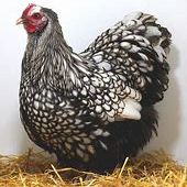 Poules orpington argenté ou fauve a liseré noir. #2