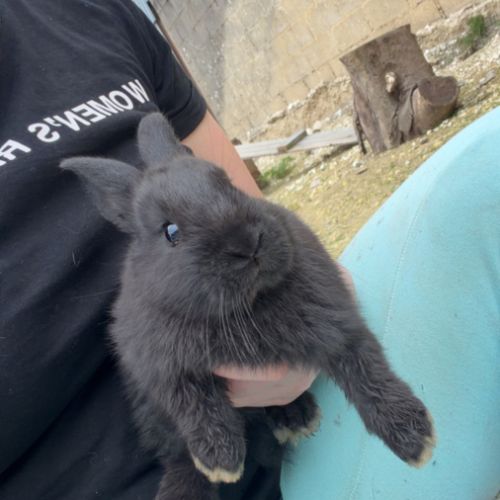 Bébé lapin  papillon