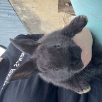 Bébé lapin  papillon #2