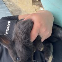 Bébé lapin  papillon #3