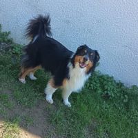 Berger australien femelle