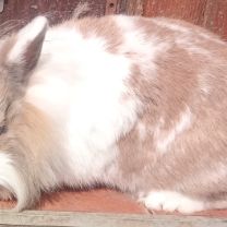Jeune lapine ,vaccinée, gentille