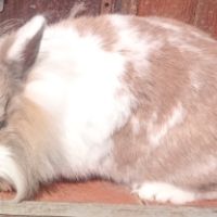 Jeune lapine ,vaccinée, gentille #0