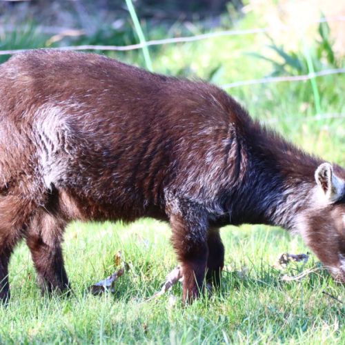 Chèvres naines, chevreaux et boucs #4