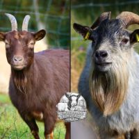 Chèvres naines, chevreaux et boucs #2