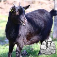 Chèvres naines, chevreaux et boucs #5