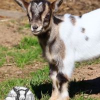 Chèvres naines, chevreaux et boucs #6