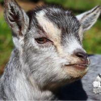 Chèvres naines, chevreaux et boucs