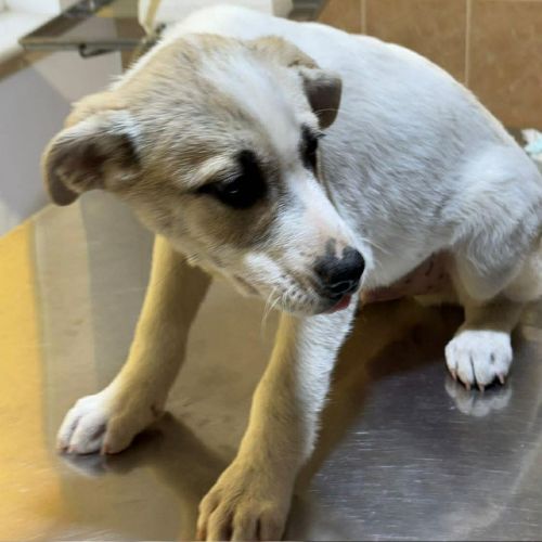 Franky chiot a adopter #1