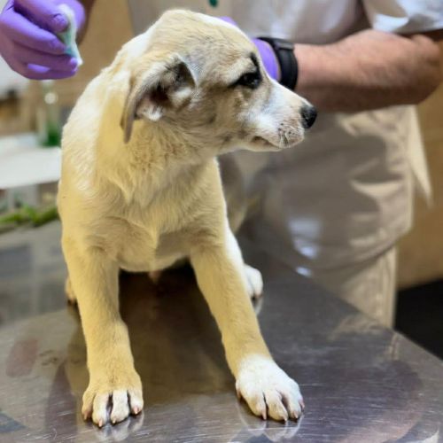 Franky chiot a adopter #0