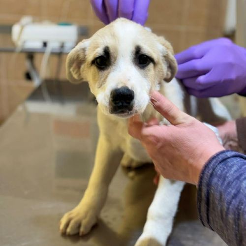 Franky chiot a adopter #7