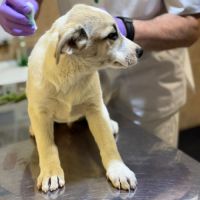 Franky chiot a adopter