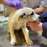 Franky chiot a adopter #4