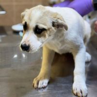 Franky chiot a adopter #5