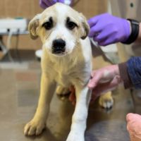 Franky chiot a adopter #6