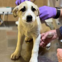 Franky chiot a adopter #8