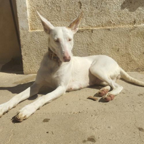 Nut, jolie et jeune podenca blanche #1