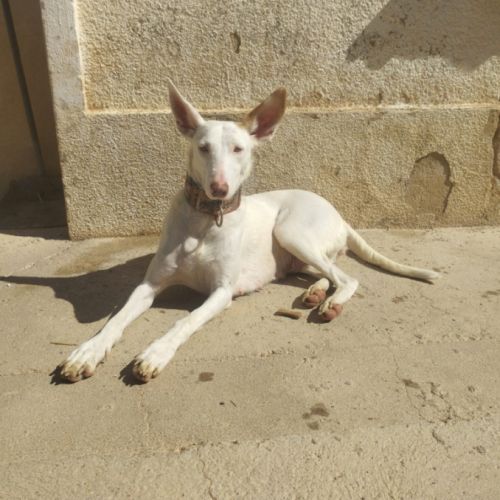 Nut, jolie et jeune podenca blanche #2