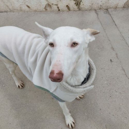 Nut, jolie et jeune podenca blanche #4