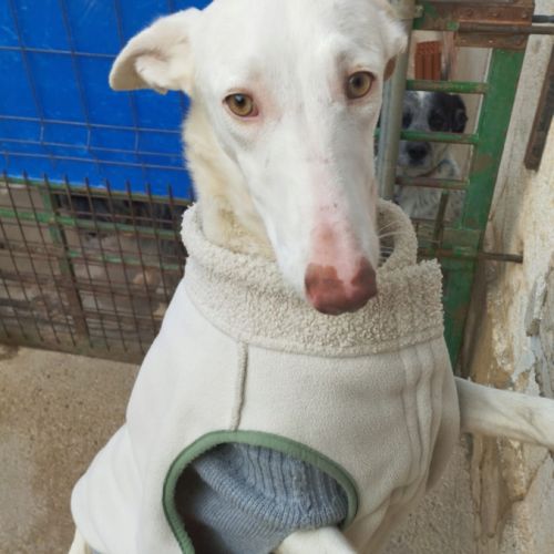 Nut, jolie et jeune podenca blanche #6