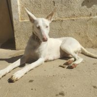 Nut, jolie et jeune podenca blanche #1