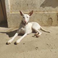 Nut, jolie et jeune podenca blanche #2