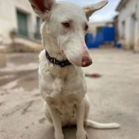 Nut, jolie et jeune podenca blanche #3