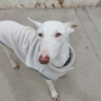 Nut, jolie et jeune podenca blanche #4