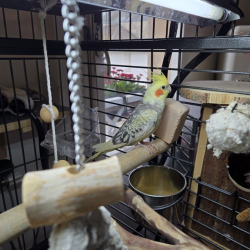 4 babys calopsittes a adopter eam nées le 19 mars #1