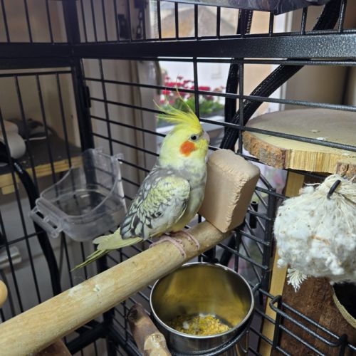 4 babys calopsittes a adopter eam nées le 19 mars #2